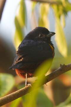 Image of Chestnut-bellied Euphonia