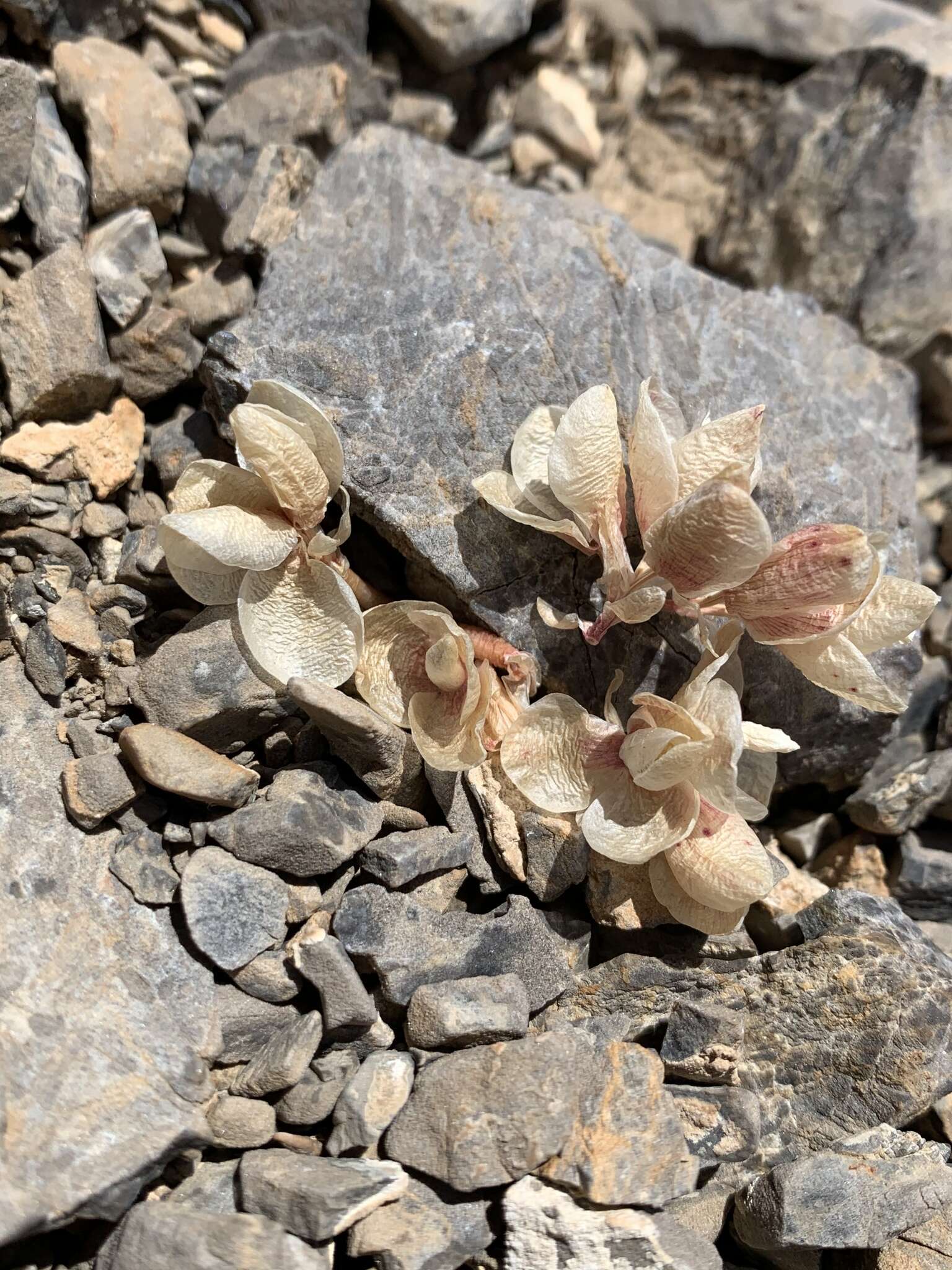 Image de Lewisia maguirei A. H. Holmgr.