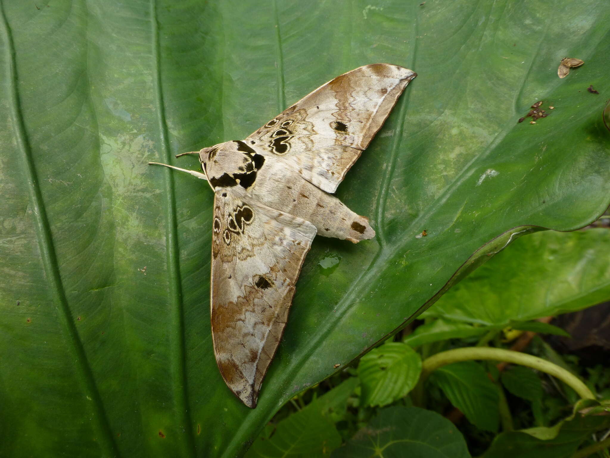 Image of Ambulyx canescens (Walker (1865))