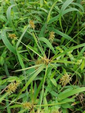 Image of hermaphrodite flatsedge