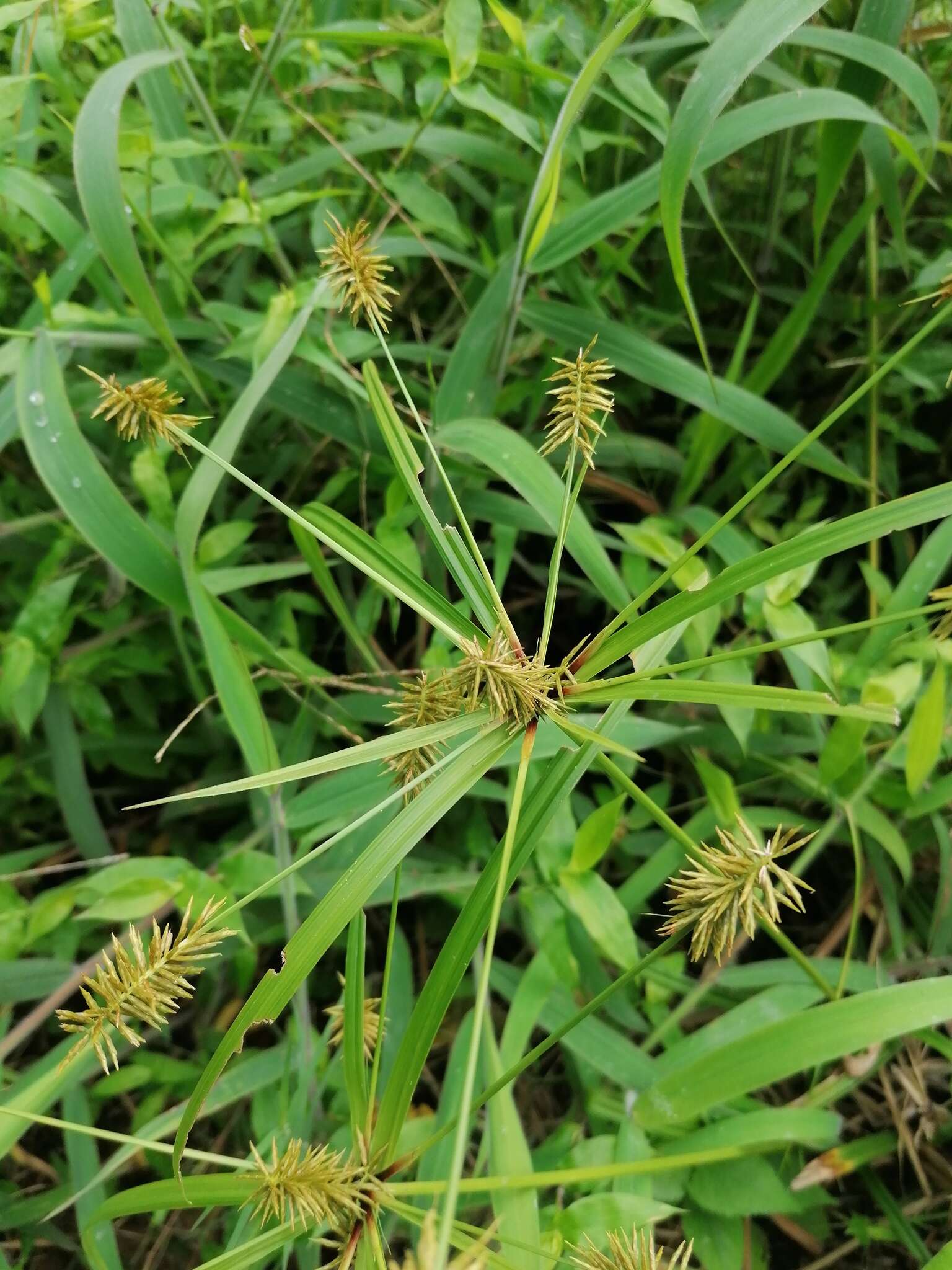 Слика од Cyperus hermaphroditus (Jacq.) Standl.