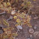 Image of Solanum petrophilum F. Müll.