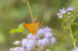 Image of Byssus Skipper