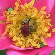 Image of Rose Curculio