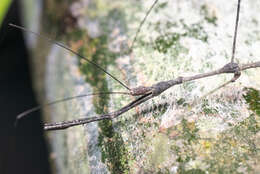 Ghilianella puncticauda Maldonado 1953 resmi