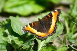 Image of Milbert's Tortoiseshell