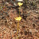 Image of Ornithogalum rupestre L. fil.