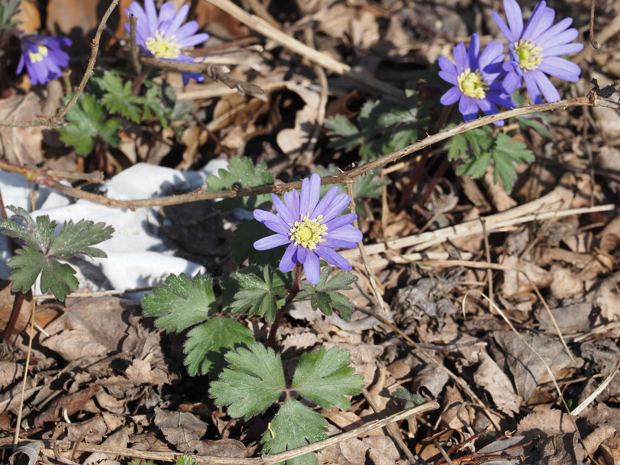 Image of Balkan Anemone