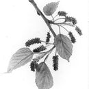 Image of Morus rubra L.