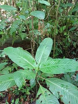 Image of Palicourea berteroana (DC.) Borhidi