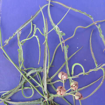 Imagem de Funastrum crispum (Benth.) Schltr.