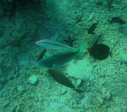 Image of Globehead Parrotfish