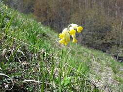 Image of Cowslip