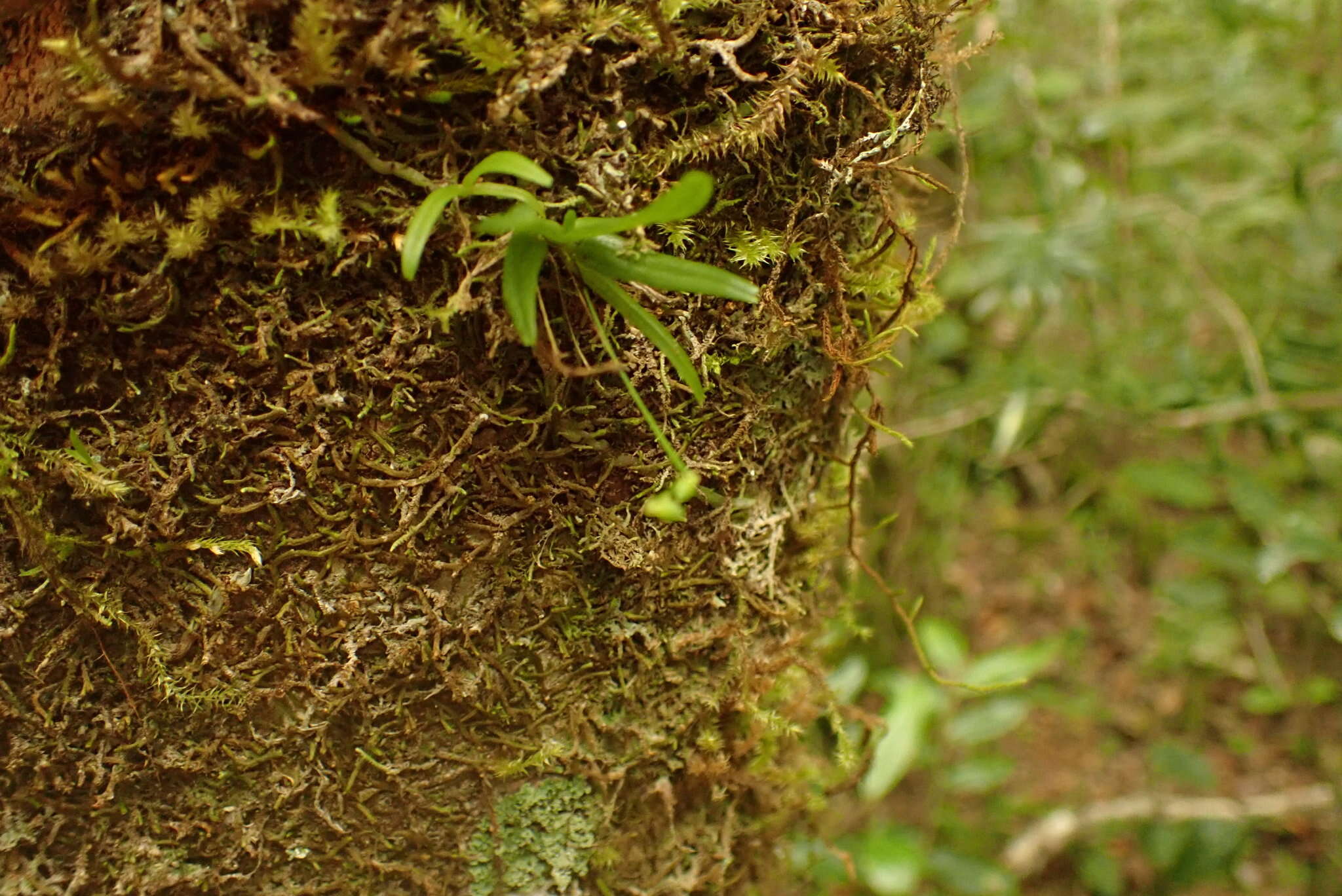 Imagem de Angraecum sacciferum Lindl.