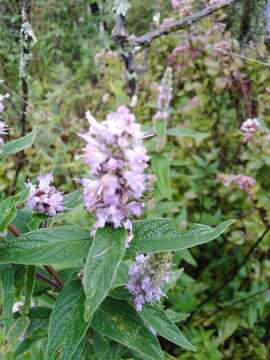 Image of Cunila lythrifolia Benth.