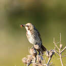 Plancia ëd Gliciphila melanops melanops (Latham 1801)