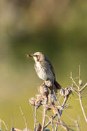 Image of Gliciphila melanops melanops (Latham 1801)