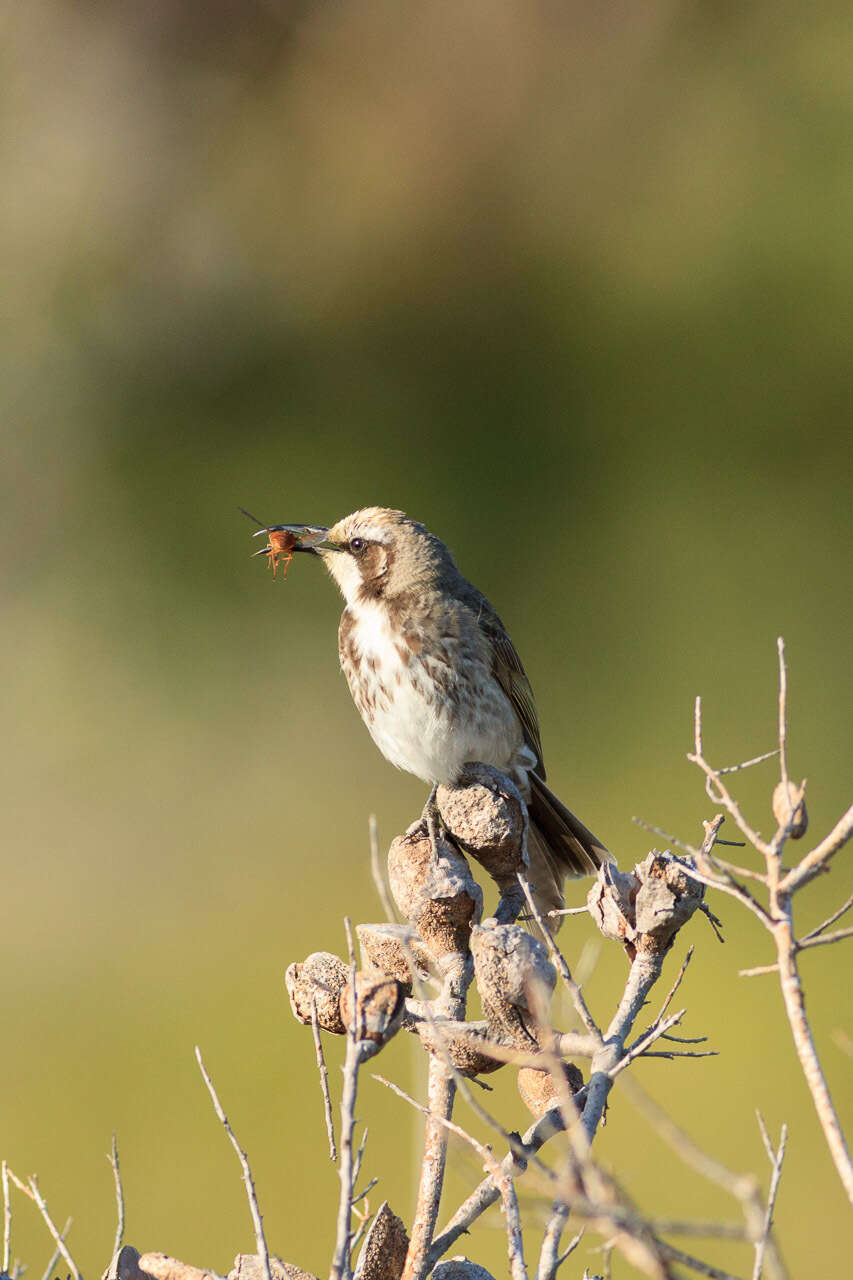 Plancia ëd Gliciphila melanops melanops (Latham 1801)