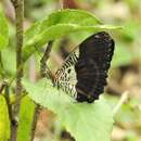 Image of Cethosia lamarckii Godart 1819