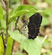 Image of Cethosia lamarckii Godart 1819