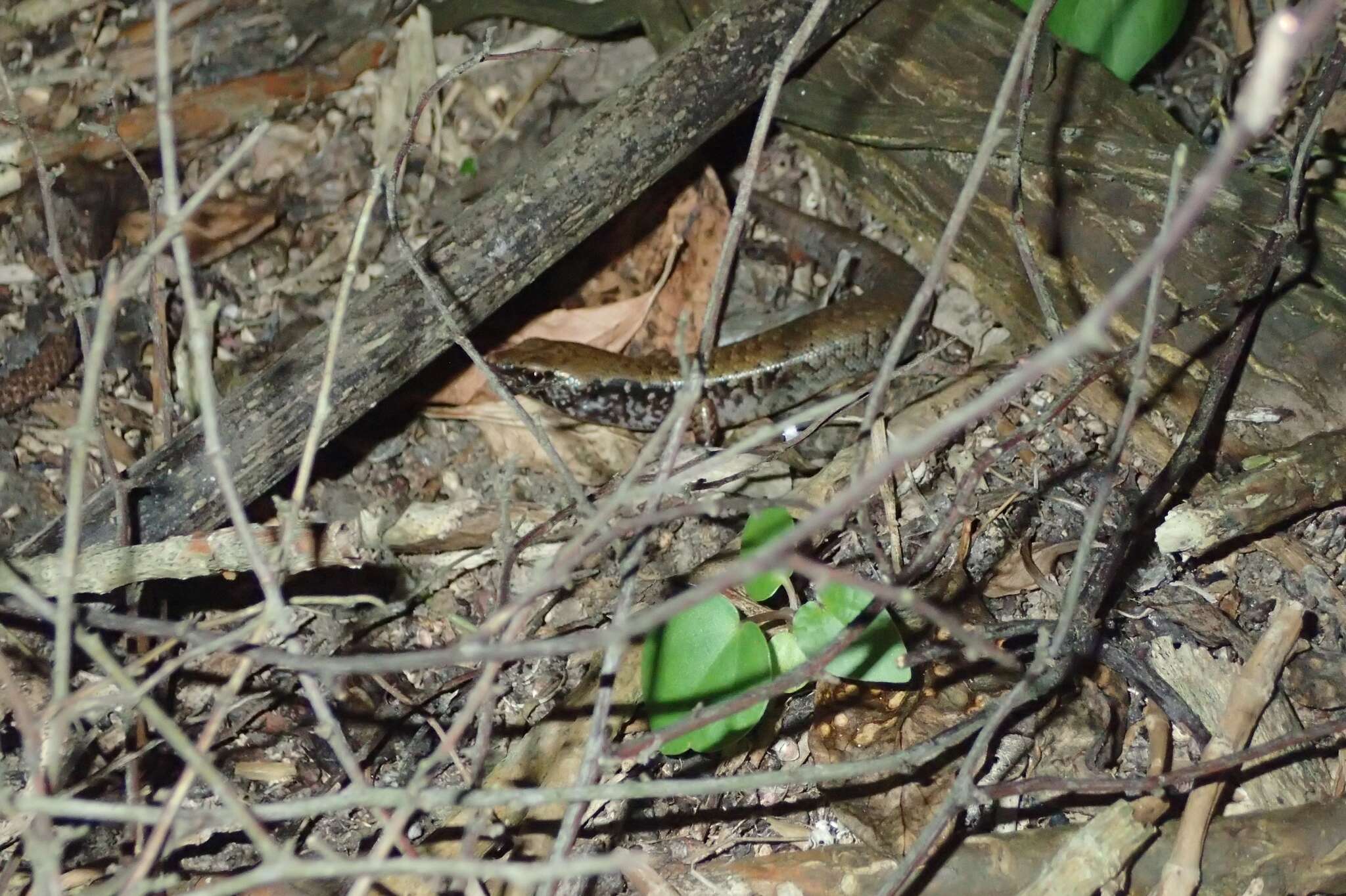 Image of Mokohinau skink