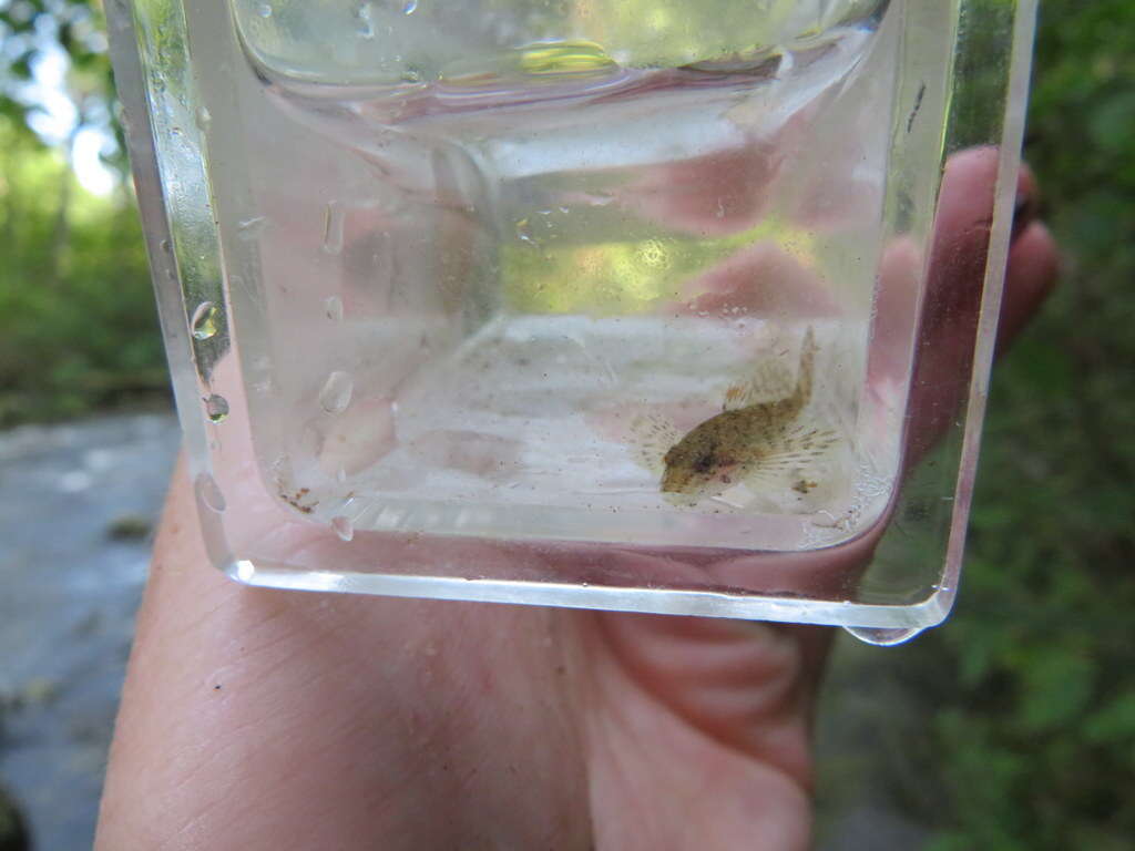 Imagem de Cottus caeruleomentum Kinziger, Raesly & Neely 2000