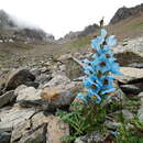 Image of Meconopsis speciosa Prain