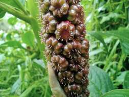 Image of southern pokeweed