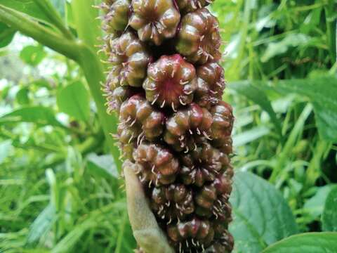 Imagem de Phytolacca bogotensis H B. & K.