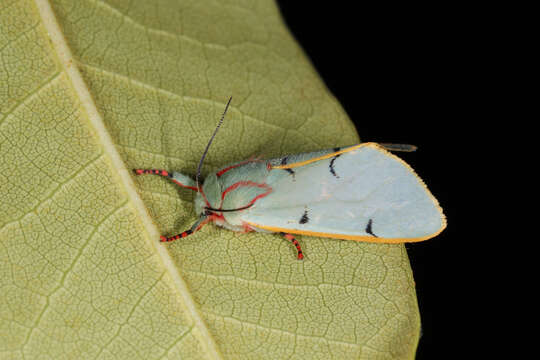 Image de Chlorhoda amabilis Schaus 1915