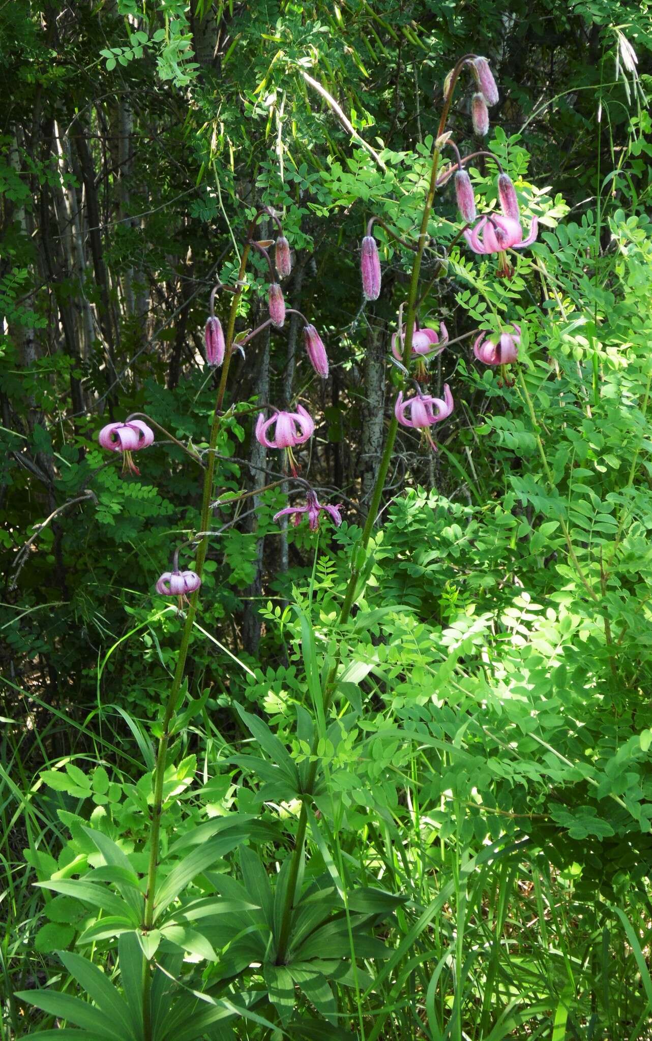 Image of Lilium martagon var. pilosiusculum Freyn