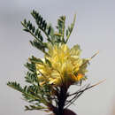 صورة Astragalus aureus Willd.