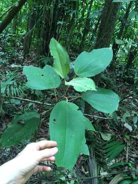 Image of Miconia argentea (Sw.) DC.