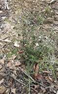 Image of Pultenaea gunnii subsp. tuberculata