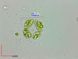 Image of Dimorphococcus Braun 1855