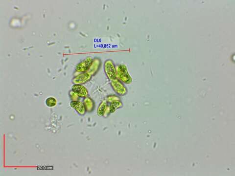 Image of Dimorphococcus Braun 1855