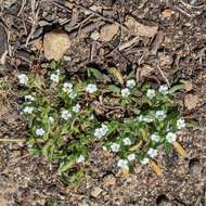 Plancia ëd Plagiobothrys collinus var. californicus (A. Gray) Higgins