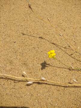 Image of Erysimum siliculosum (M. Bieb.) DC.