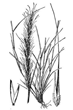 Image of slender muhly