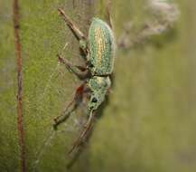 Plancia ëd Phyllobius (Dieletus) argentatus Linnaeus 1758