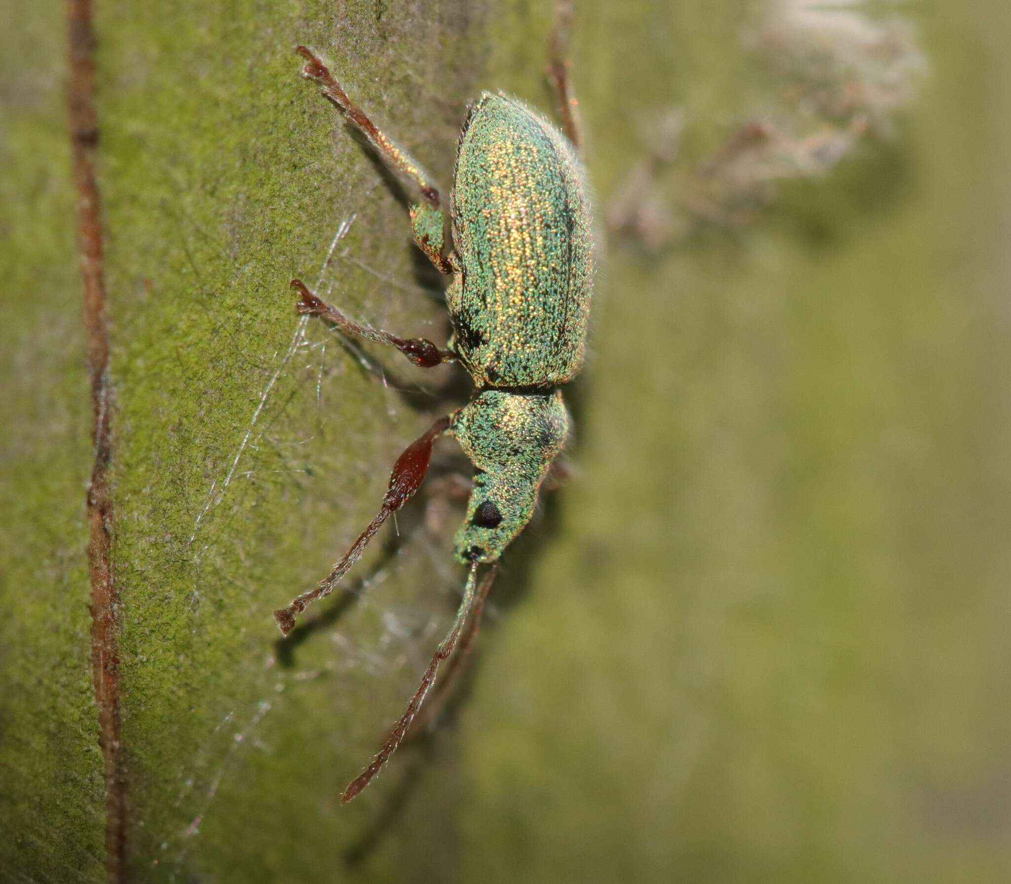 صورة Phyllobius (Dieletus) argentatus Linnaeus 1758