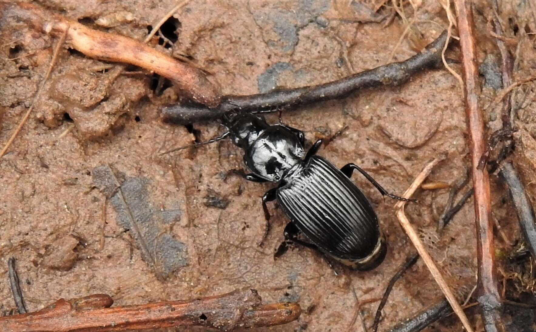 Image of Pterostichus (Bothriopterus) mutus (Say 1823)