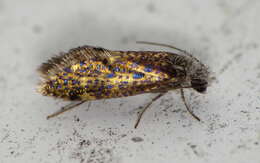 Image of Chinquapin Leaf-miner Moth