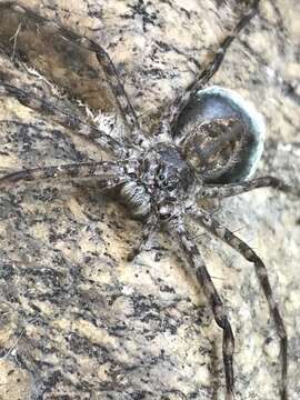 Image of Trechalea gertschi Carico & Minch 1981