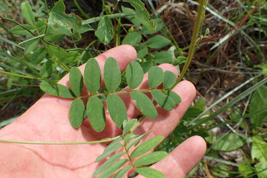 Image of spiked hoarypea