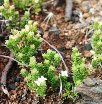 Image of Asperula minima Hook. fil.