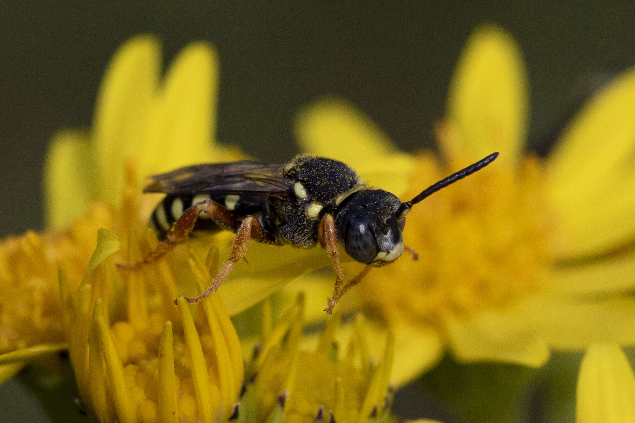 Image of Nomada flavopicta (Kirby 1802)