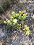 Image of Diosma arenicola I. Williams