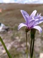 Image of Xerophyta eglandulosa H. Perrier