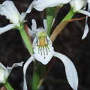 Image of Chloraea longipetala Lindl.